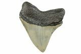 Serrated, Fossil Megalodon Tooth - North Carolina #273990-1